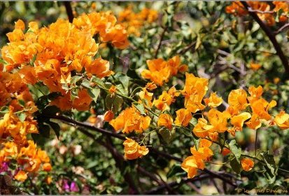 Madère - Bougainvillier