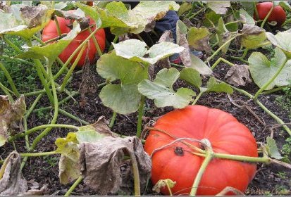 le champ de citrouilles