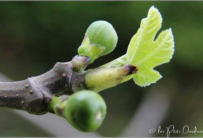 Figues