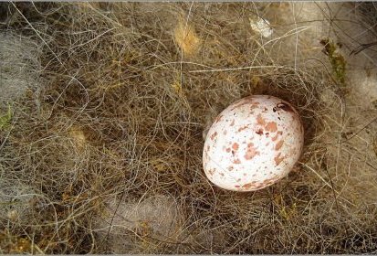 Un oeuf abandonné