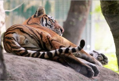 Tigre