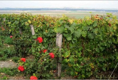 Paysage de Champagne
