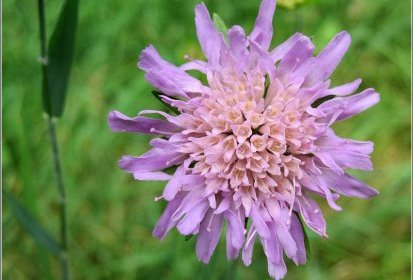 Jasione