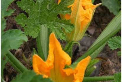 Fleurs de courgettes