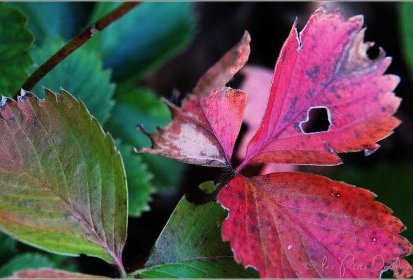 Couleurs d'automne (fraisier)