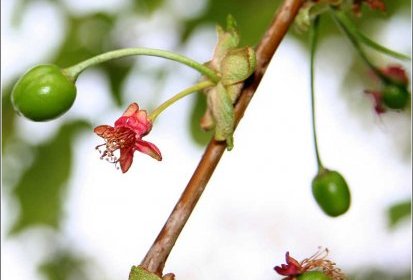 Cerisier et cerises