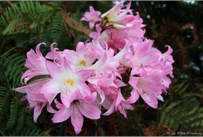 Madère - Amaryllis belladona