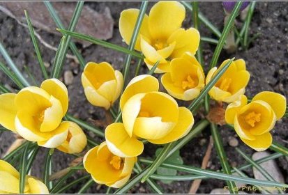 crocus