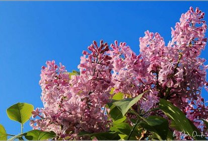 Lilas