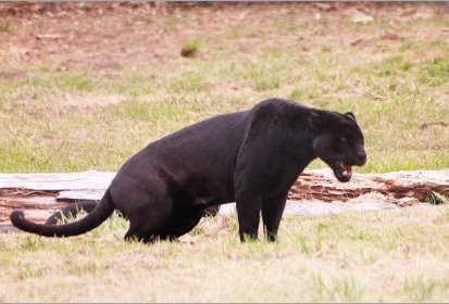 Panthère noire