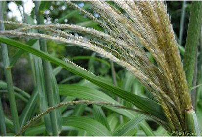 Miscanthus sinensis