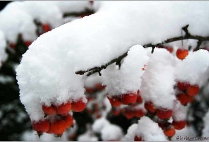 Pommier "Everest" sous la neige...