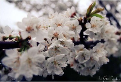 fleurs de cerisier