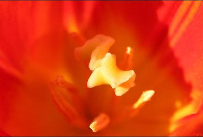 Tulipe