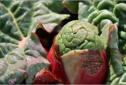 Rhubarbe