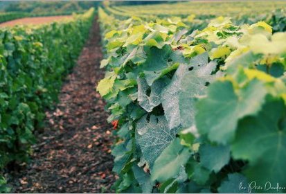 Vignes de Champagne