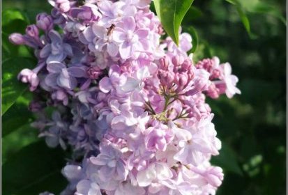 Lilas - Jardin Botanique Jean-Marie Pelt