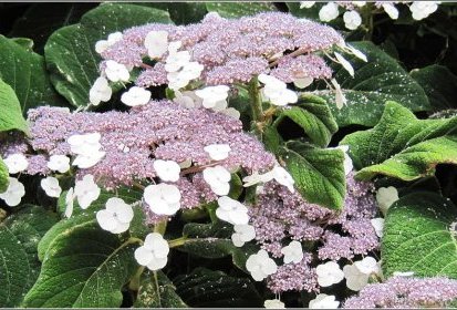 hydrangea (sargentiana ?)