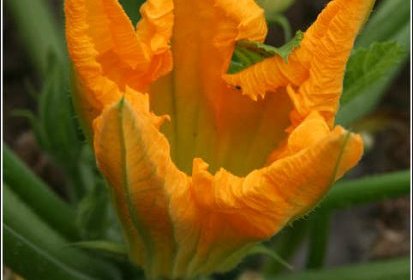 Fleurs de courgettes