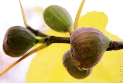 Dernières figues