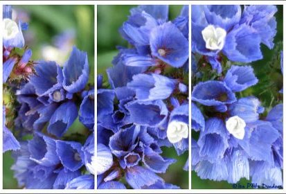 Fleurs bleues ?