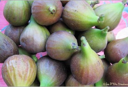 Récoltez les figues