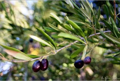 Baena - olives