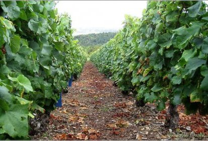 Paysage de Champagne