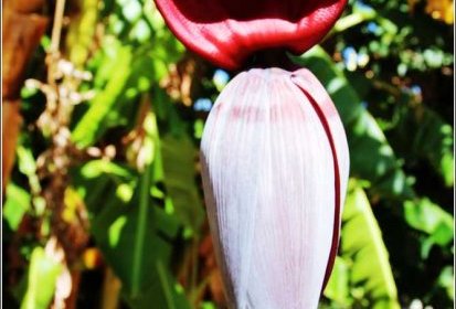 fleur bananier