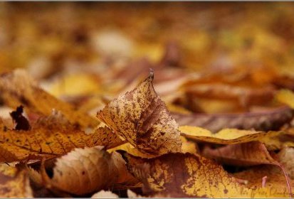 Tombent, tombent les feuilles mortes