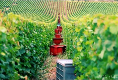 le temps des vendanges