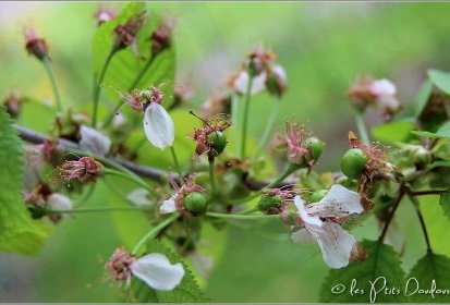 le Temps des cerises...