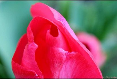 Tulipe