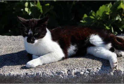 Les Chats de Grèce