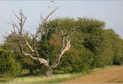 Viel arbre