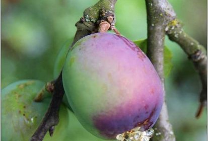 Prune