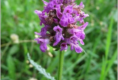 Épiaire officinale