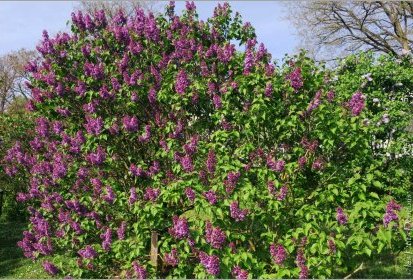 Lilas - Jardin Botanique Jean-Marie Pelt