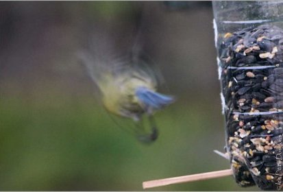 Envol de mésange bleue