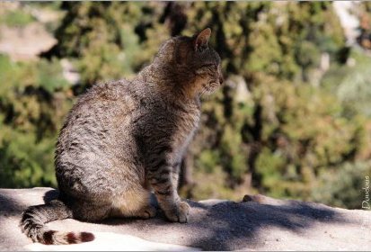 Chat à l'Acropole d'Athènes
