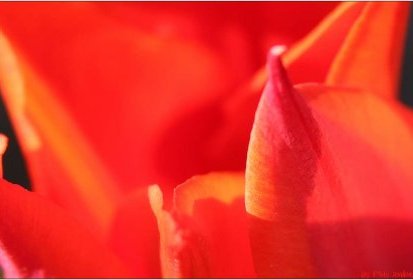 Tulipe