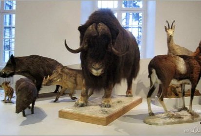 Muséum d'histoire naturelle