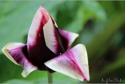 Tulipe