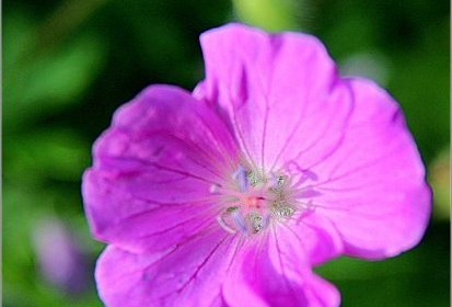 Géranium vivace