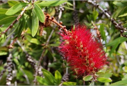 Madère - Callistemon citrinus (rince-bouteille)