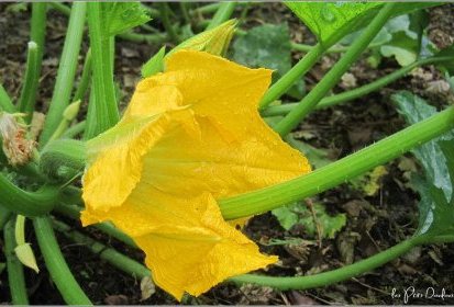 Fleur de potiron