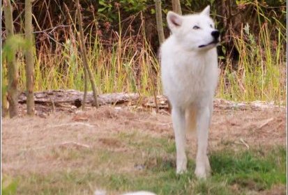 Loups arctiques