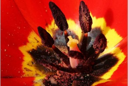 Tulipe
