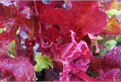 Dernières feuilles de mesclun