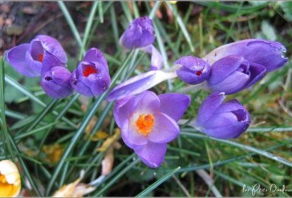 Crocus